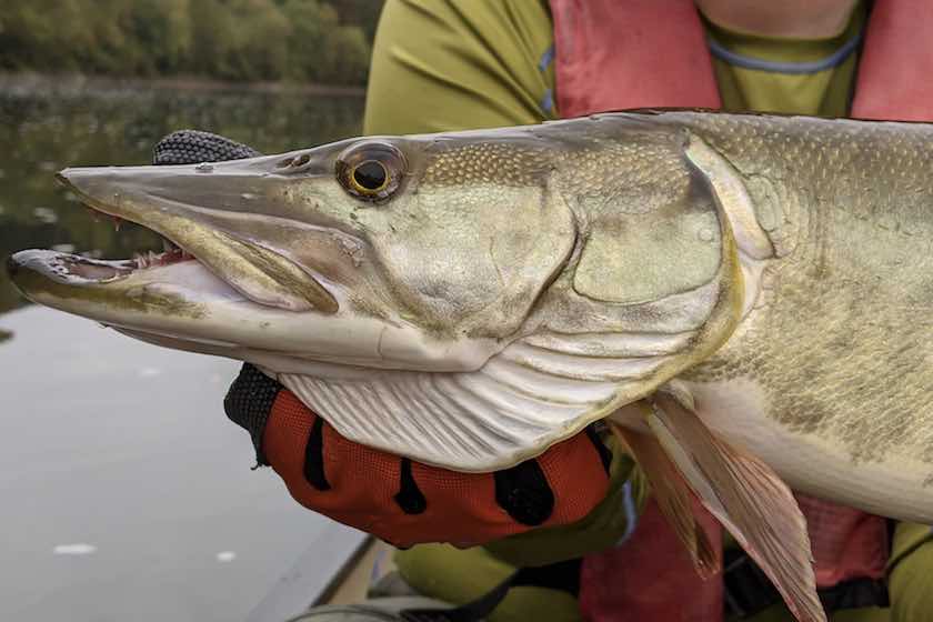 River Monsters: How to Tangle with Moving-Water Muskies